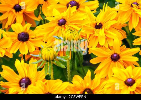 Rudbeckia hirta ´Goldilocks´ Stock Photo