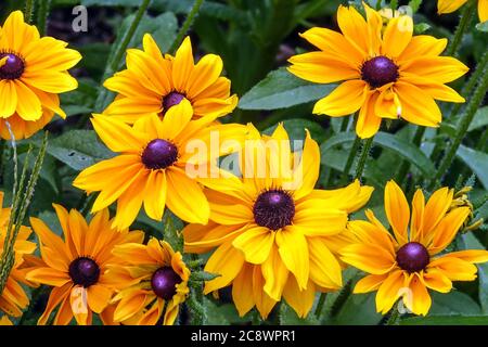 Rudbeckia hirta ´Goldilocks´ Stock Photo