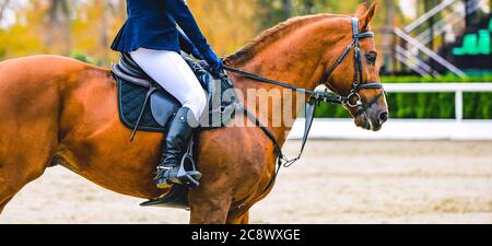 Horse and rider in uniform performing jump at show jumping competition. Horse horizontal banner for website header design. Equestrian sport background Stock Photo