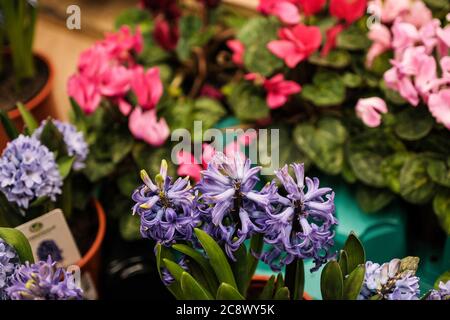 Hyacinth is a potted plant with bright colorful flowers grown in a greenhouse. Sale in a store Stock Photo