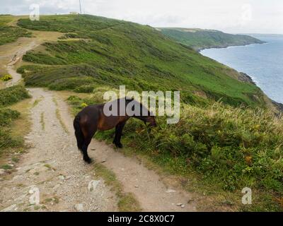 An introduced Dartmoor pony grazes on Rame Head, Cornwall, UK as part of a natural land management programme Stock Photo