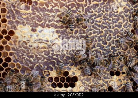 Honey sealed in honeycombs from beeswax. Bees on honeycombs inside the ulayers. Closeup. Stock Photo