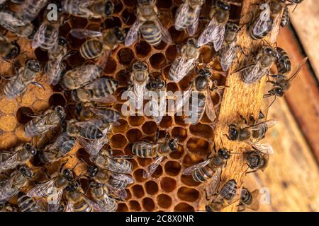 Queen bee. Bee brood on honeycombs. Hatching young bees, pupae, larvae, bee eggs Stock Photo
