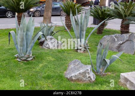 purple bonsai 20pcs Purple blue Ghost Japanese Maple Tree, (Acer Palatum),bonsai flo   shalalafortheworld