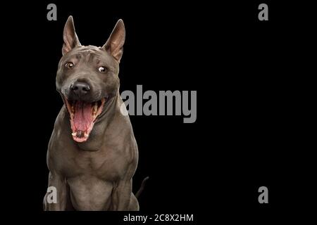 Funny Portrait of Thai Ridgeback Dog Amazement with opened mouth on isolated black background Stock Photo