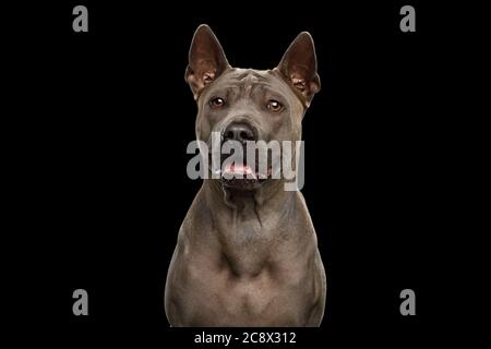 Portrait of Thai Ridgeback Dog on isolated black background Stock Photo