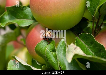 colorado potato beetle on apple tree leaves,plant in garden, Stock Photo