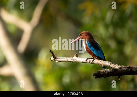 White throated king fisher perched on a tree branch Stock Photo
