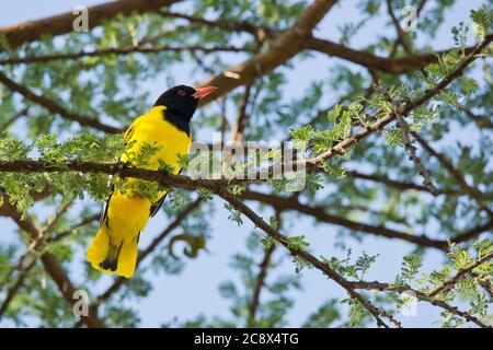 The black-headed oriole (Oriolus larvatus) male perching on a branch. This thrush-sized bird generally lives in trees and feeds on insects and fruits. Stock Photo