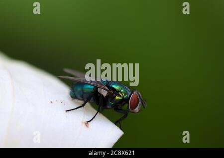 Close-up of a common green bottle fly (Phaenicia sericata or Lucilia sericata) perched on a white flower and with green copy space to the right of the Stock Photo