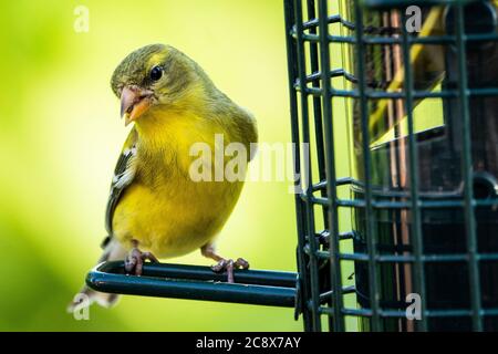 American Goldfinch feeding on thistle seeds at a bird feeder Stock Photo