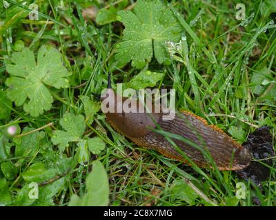 Large black slug garden pest UK Stock Photo