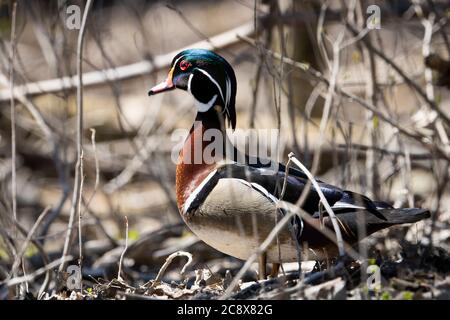 Colorful Wood Duck in woodland by a river Stock Photo