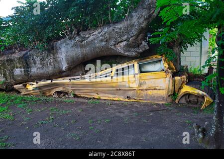 The remains of a school bus crushed by a fallen Baobab tree in Roseau Botanical Gardens in Dominica West Indies, caused by hurricane David in 1979 Stock Photo