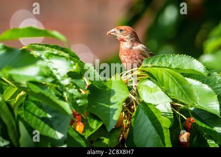 Male House finch feeding in a cherry tree Stock Photo