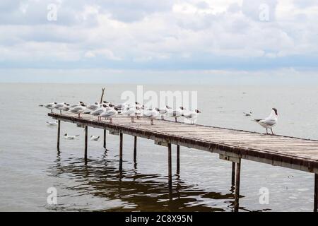Black-headed gulls sitting on a wooden bridge in the Curonian Lagoon and looking the same direction Stock Photo