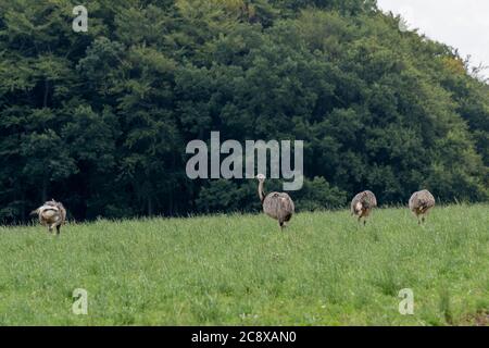 Wild Nandus on a field in Mecklenburg West Pomerania Stock Photo