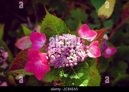 Budding lace cap pink hydrangea in dappled lght Stock Photo