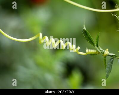 Close up shot of grippy fiber spring of ash gourd,or winter melon or white gourd Stock Photo