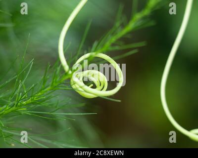 Close up shot of grippy fiber spring of ash gourd,or winter melon or white gourd Stock Photo