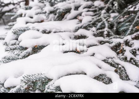 Snow texture on a blue spruce branch as a winter or christmas background. Stock Photo