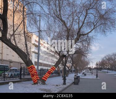 The trunks of old trees are wrapped in bright striped warm knitted scarves. There is nobody in the park alley. On the lawns is snow. Winter cityscape Stock Photo