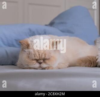 Cute cat sweet sleeps on a bed among blankets. Breed exot color red point. Stock Photo