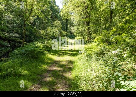 A nature trail in Dunkery and Horner Wood National Nature Reserve at Horner Wood on Exmoor National Park, Somerset UK Stock Photo