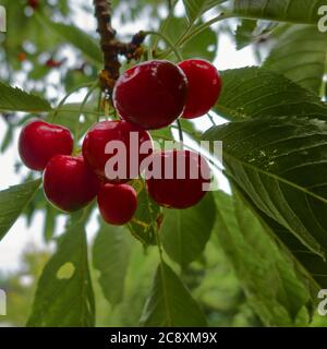 Ripe cherries hang on the tree between green leaves Stock Photo