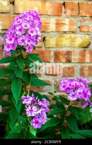 Blossoming violet garden flowers phlox, Phlox paniculata, genus of flowering herbaceous plants, on background of red brick wall. Summer scene. Vertica Stock Photo