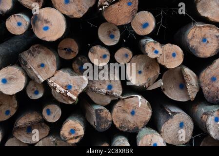 Winter forest. a stack of fallen trees after deforestation. Photographed in Germany in January Stock Photo