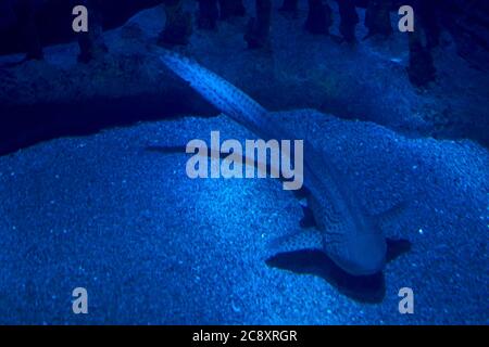 Zebra shark in the lonely ocean, sand, rock, darkness Stock Photo
