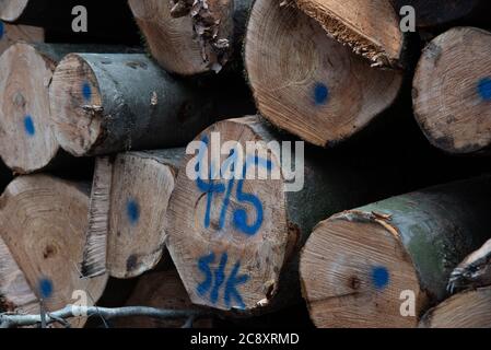 Winter forest. a stack of fallen trees after deforestation. Photographed in Germany in January Stock Photo