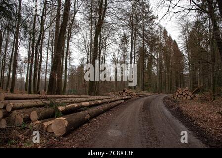 Winter forest. Photographed in Germany in January Stock Photo