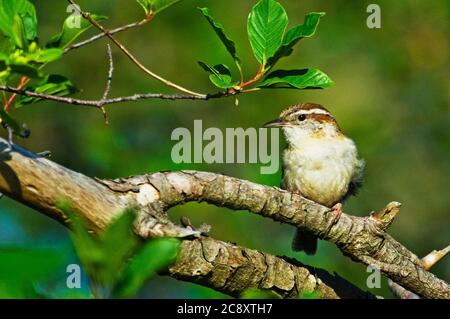 Carolina wren Stock Photo