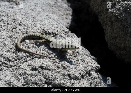 common wall lizard, European wall lizard, Mauereidechse, Podarcis muralis, fali gyík