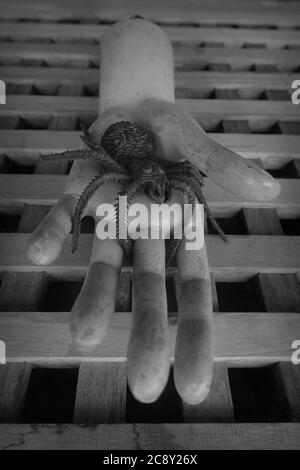 Plastic scary spider on weathered mannequin doll hand. Stills from a nightmare. Stock Photo