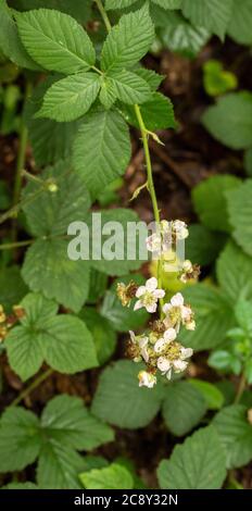 Blackberry flower in close up, natural flower portrait Stock Photo