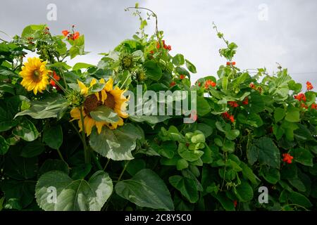 Allotments. Small squares of land available for tenants to grow vegetables on. Sunflowers and beans. Stock Photo