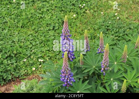 Blue delphinium flowers in green field Stock Photo