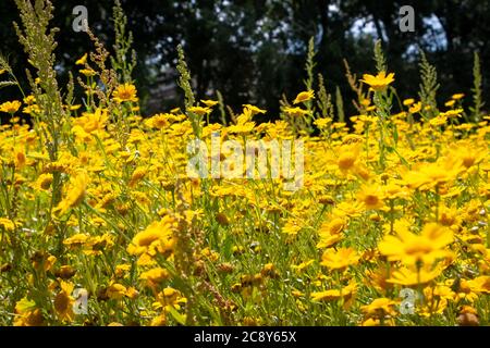 A field full of pricklyleaf bright yellow flowers in the Netherlands, province of Overijssel Stock Photo