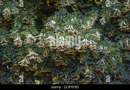 Blooming branchs linden tree outdoors on a sunny day. The healing properties of linden flower tea. Small-leaved linden Tilia. Stock Photo