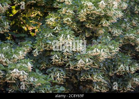 Blooming branchs linden tree outdoors on a sunny day. The healing properties of linden flower tea. Small-leaved linden Tilia. Stock Photo