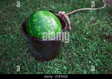 Growing and Harvesting Watermelon. Summer cold watermelon in a basket Stock Photo