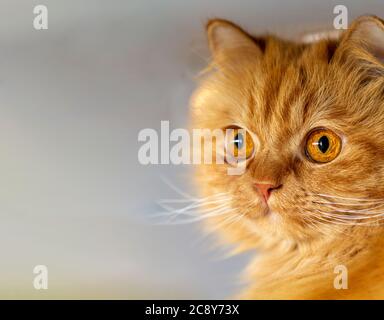 Gorgeous orange Persian cat with deep gaze Stock Photo