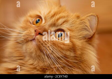 Gorgeous orange Persian cat with deep gaze Stock Photo