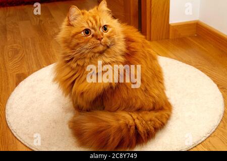 Gorgeous orange Persian cat with deep gaze Stock Photo