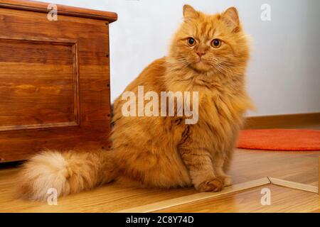 Gorgeous orange Persian cat with deep gaze Stock Photo