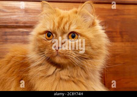 Gorgeous orange Persian cat with deep gaze Stock Photo