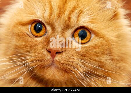 Gorgeous orange Persian cat with deep gaze Stock Photo